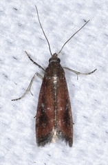 Varneria atrifasciella