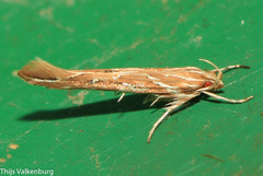 Pyroderces argyrogrammos