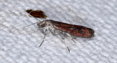 Varneria atrifasciella