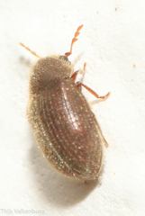 Stagetus