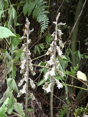Gastrodia molloyi