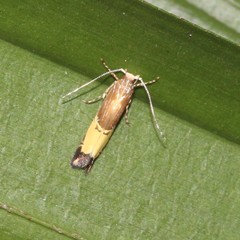 Labdia deliciosella