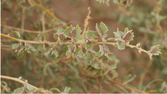 Atriplex canescens laciniata