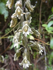 Gastrodia molloyi