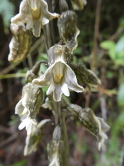 Gastrodia molloyi