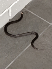 Cacophis harriettae