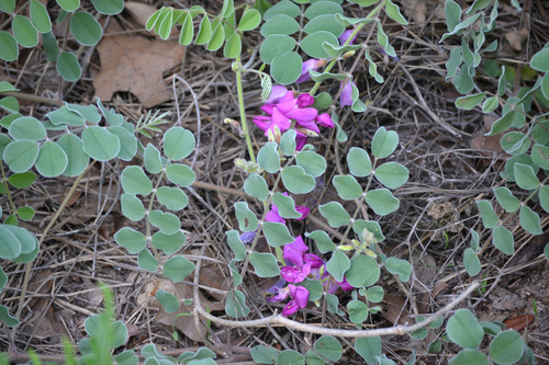 Image of Tephrosia lindheimeri by (c) Wes Copas, some rights reserved (CC BY)