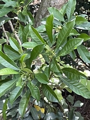 Osmanthus matsumuranus