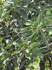 Osmanthus matsumuranus