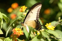 Heraclides androgeus laodocus