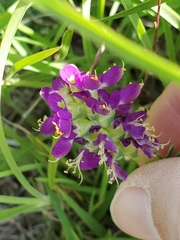 Dalea lasiathera
