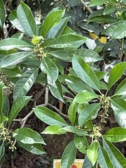 Osmanthus matsumuranus