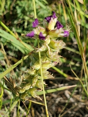 Dalea lasiathera