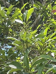 Osmanthus matsumuranus