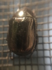 Paranomala cincta