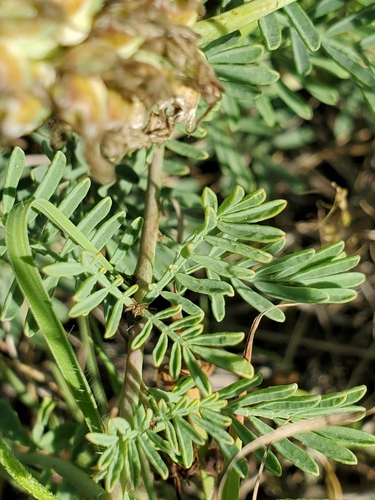 Image of Dalea lasiathera by (c) Jo Roberts, some rights reserved (CC BY)