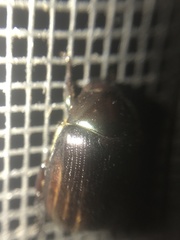 Paranomala cincta