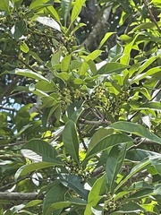 Osmanthus matsumuranus