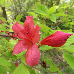 Rhododendron kaempferi