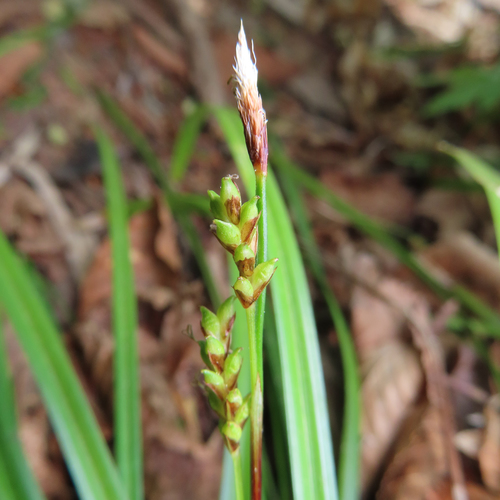Carex multifolia iNat (3)