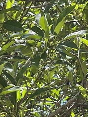 Osmanthus matsumuranus