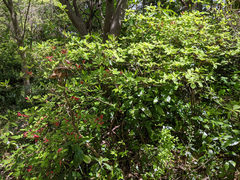 Rhododendron kaempferi