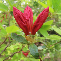 Rhododendron kaempferi