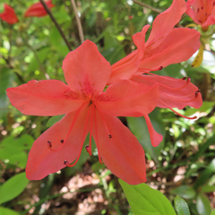 Rhododendron kaempferi