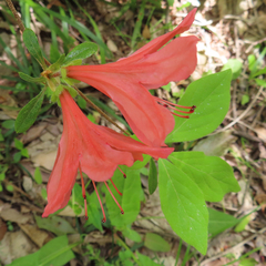 Rhododendron kaempferi