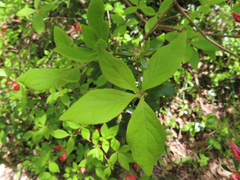 Rhododendron kaempferi