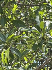 Osmanthus matsumuranus