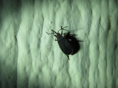 Melacoryphus rubicollis