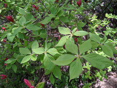 Rhododendron kaempferi