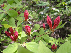Rhododendron kaempferi