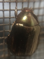 Paranomala cincta