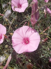 Convolvulus althaeoides