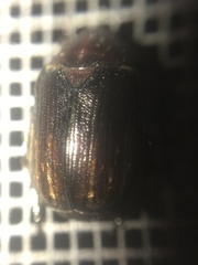 Paranomala cincta
