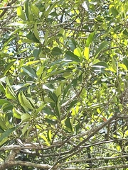 Osmanthus matsumuranus