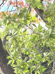 Osmanthus matsumuranus