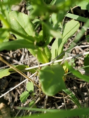 Valerianella amarella