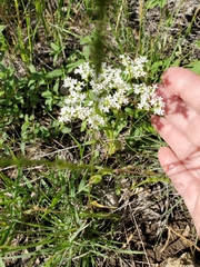 Valerianella amarella