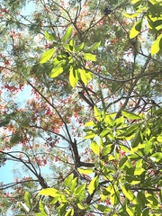 Osmanthus matsumuranus