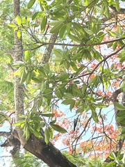 Osmanthus matsumuranus