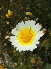 Glebionis coronaria