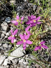 Zeltnera calycosa