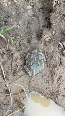 Anaxyrus fowleri