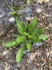 Carphephorus odoratissimus