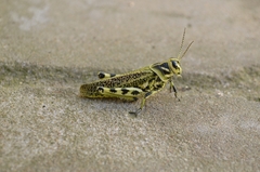 Diponthus argentinus