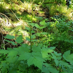 Actaea elata
