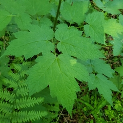 Actaea elata